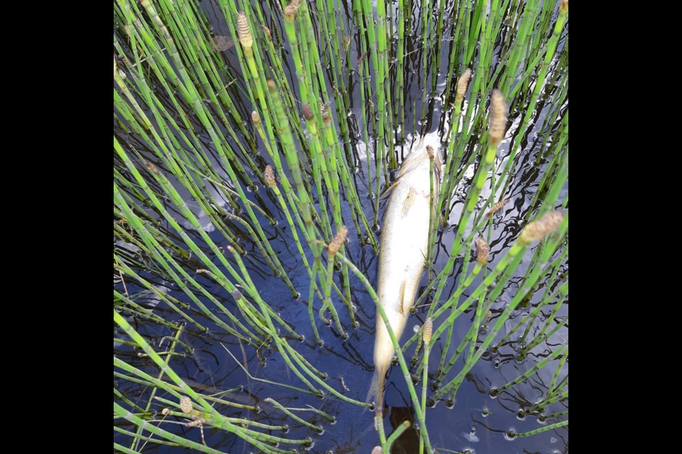 Longlac resident Brian Desrochers was shocked to find dozens of dead walleye on July 9, 2020 (Facebook/Brian Desrochers)