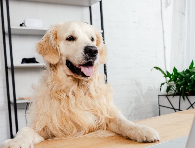 golden lab