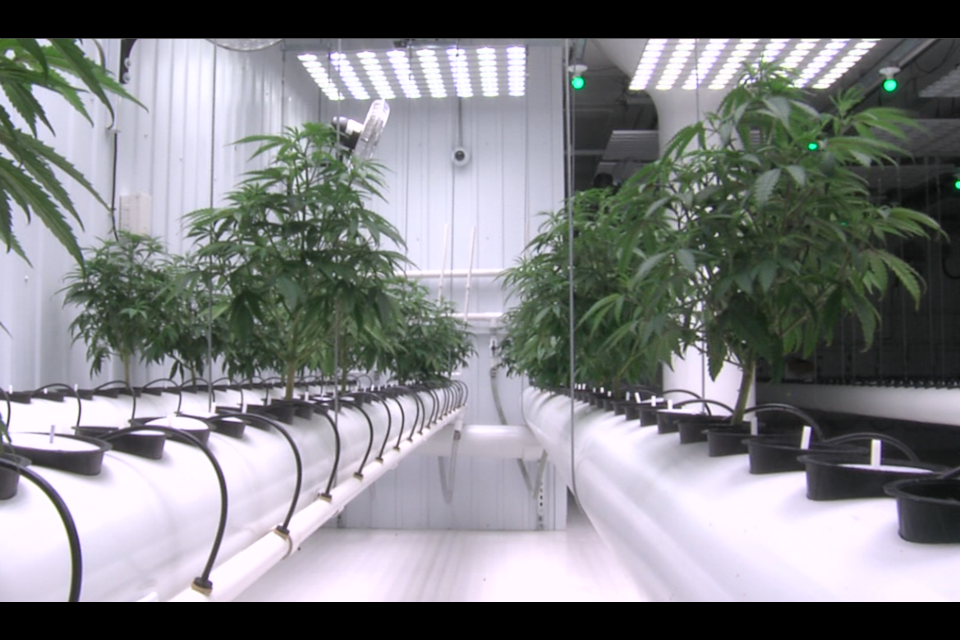 Medical marijuana is being grown at River Green's facility in Thunder Bay. (Cory Nordstrom, Thunder Bay Television)