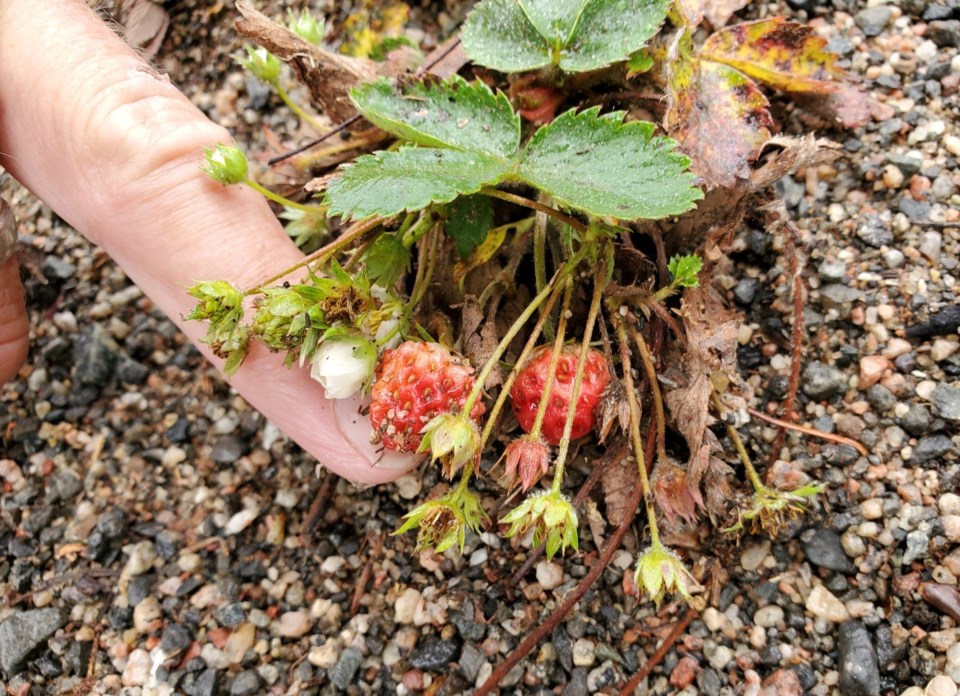 Strawberries