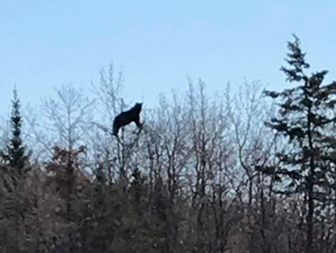 bear in tree
