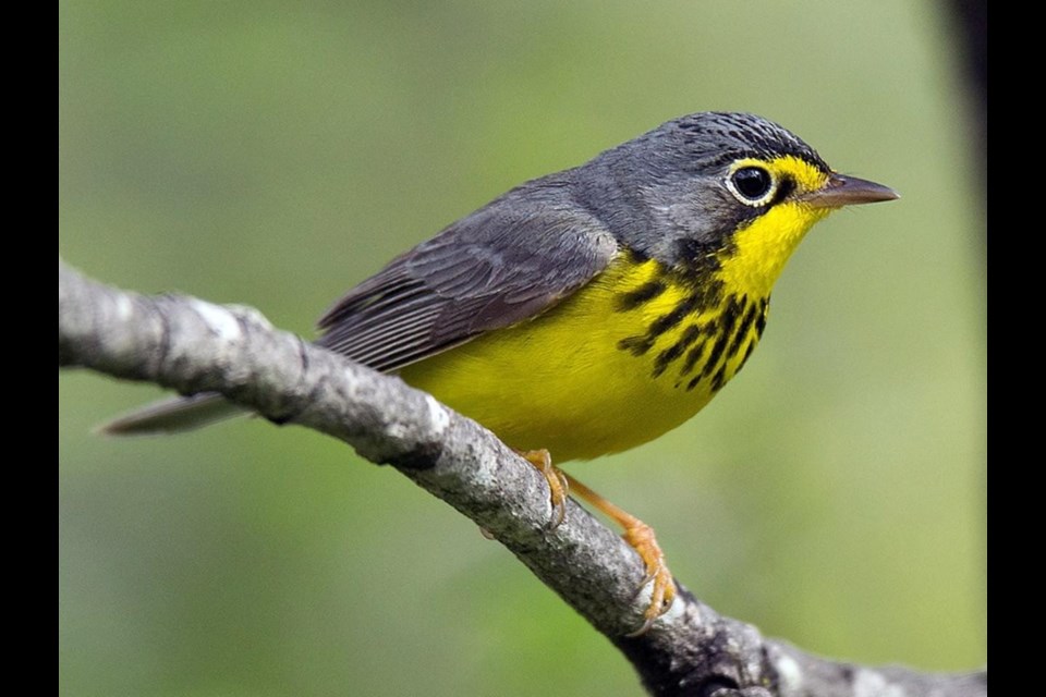 Ontario has declared the Canada Warbler a species of "Special Concern" in the province