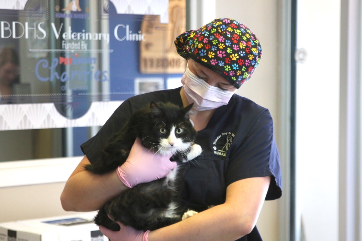 Lowcost spay and neuter clinic reopens to cats only