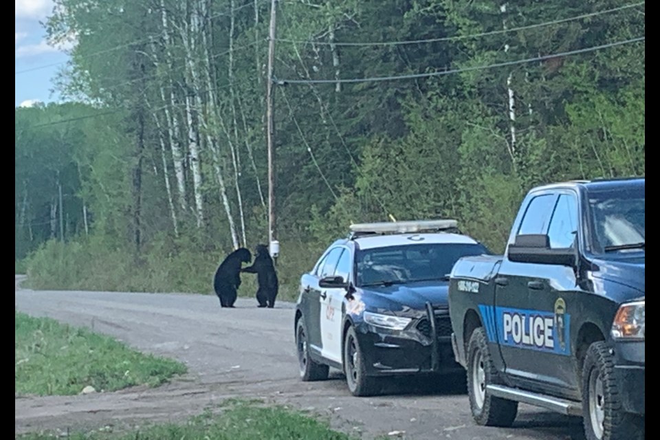 OPP Const.  Nicole Haueisen captured several photos of two bears hugging along a rural Northern Ontario road. ( Nicole Haueisen/OPP)