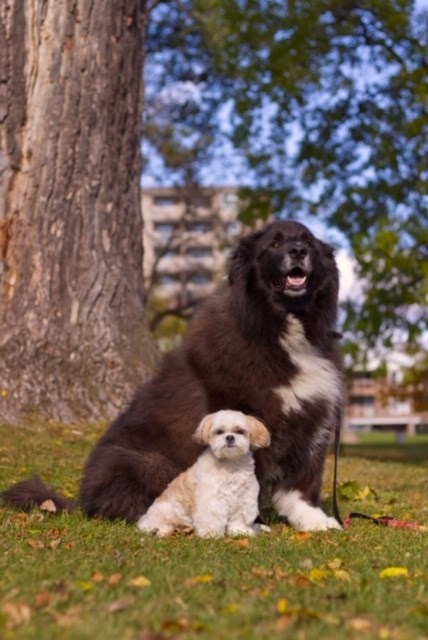 Two stars of the SJA greeting card campaign: Derby, a nine-year-old Husky/Newfie, and Jasmine, an eight-year-old Shih Tzu/Maltese. (Photo courtesy St. John Ambulance)