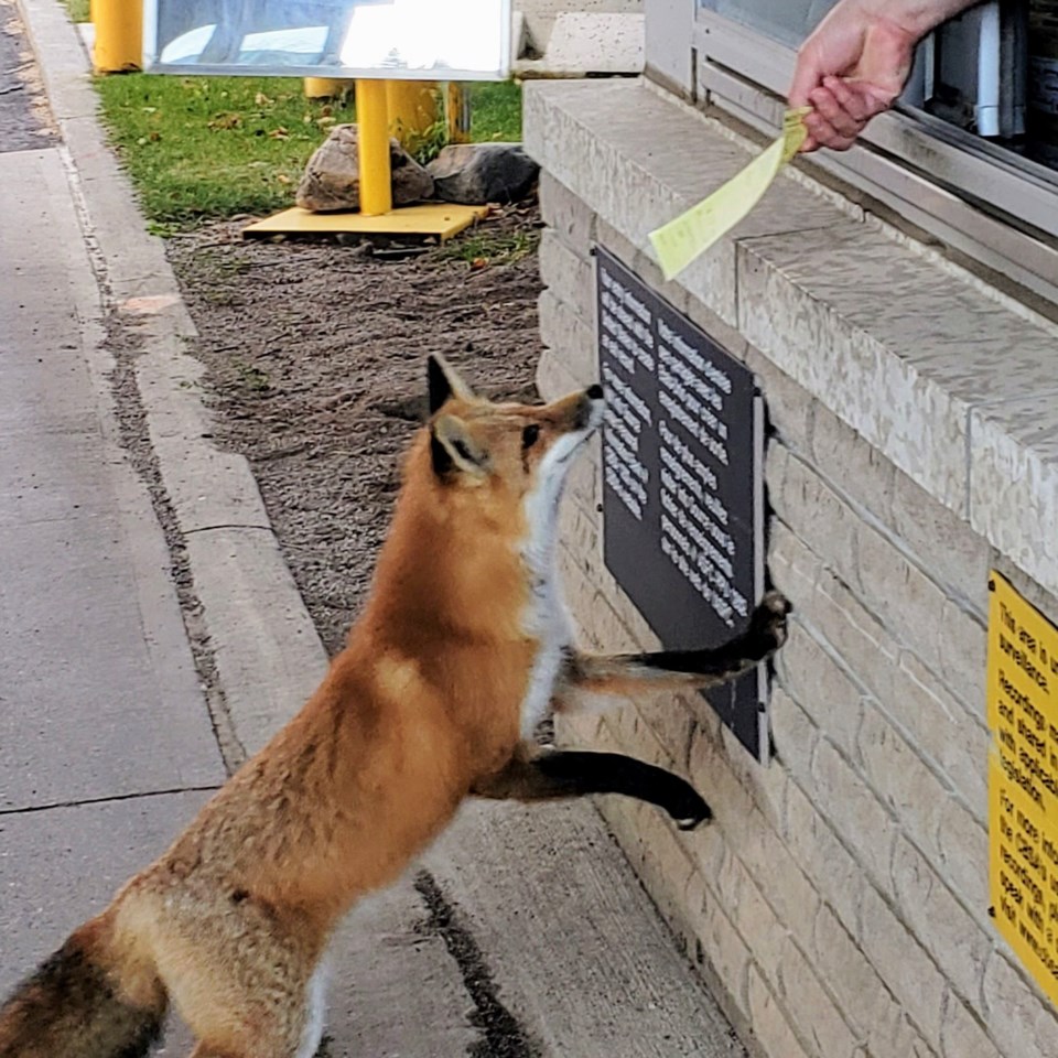 Border Fox