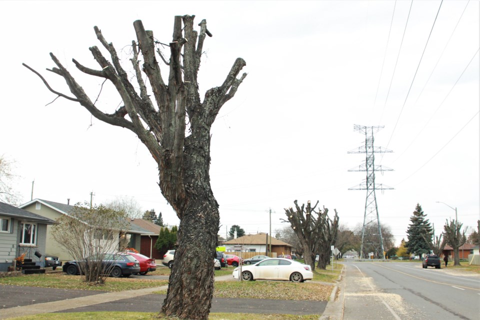 Walsh tree removal Hydro One 2