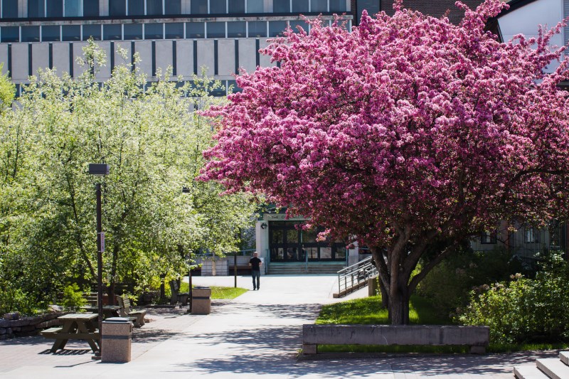 Lakehead University in bloom