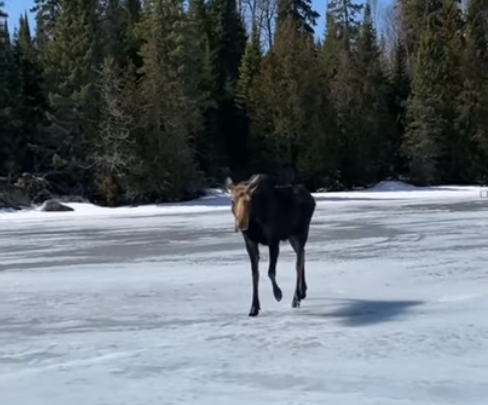 This curious cow moose hung around two anglers west of Thunder Bay for about two hours on April 4, 2021 (YouTube/Doug Steele)
