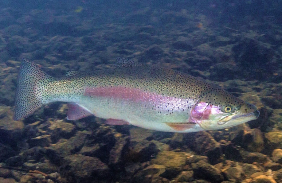 A Thunder Bay CEDC study looked at the prospects for farming rainbow trout in Lake Superior (Liquid Art/Creative Commons photo)