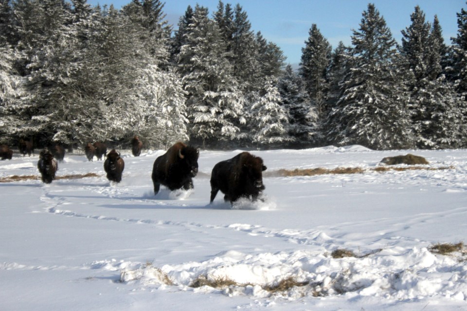 The herd at Stanley Hill Bison farm