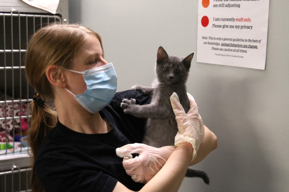 Amber Matthews, animal care worker with the Thunder Bay District Humane Society and four-month old Sterling. (Photos by Doug Diaczuk - Tbnewswatch.com). 