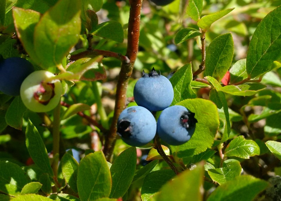 Ignace berries