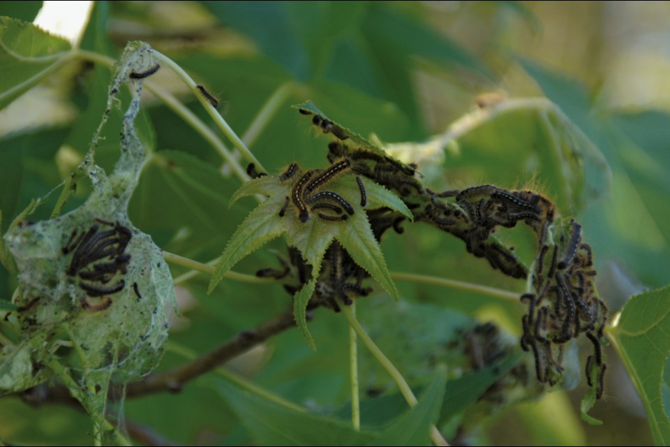 The forest tent caterpillar gets its name from the silk mats in which it rests in foliage (Entomology Today)