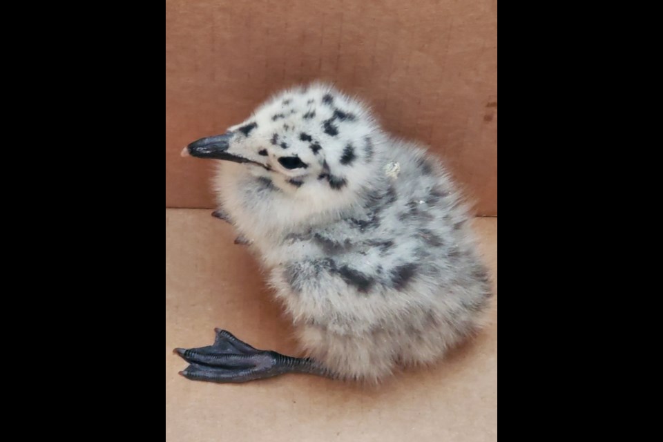 This baby seagull survived a 30-foot fall on June 7, 2021 (submitted photo)