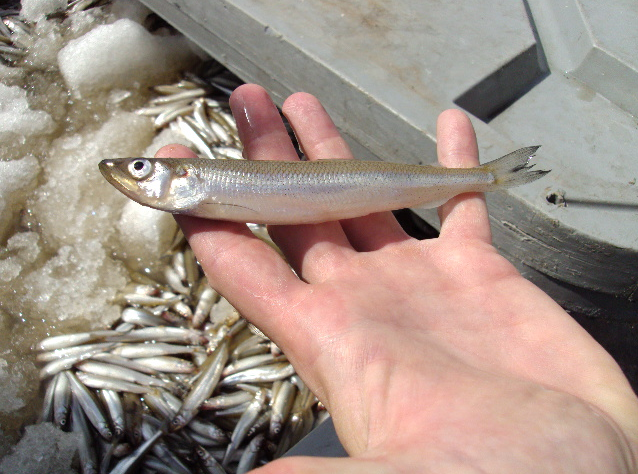Rainbow smelt new
