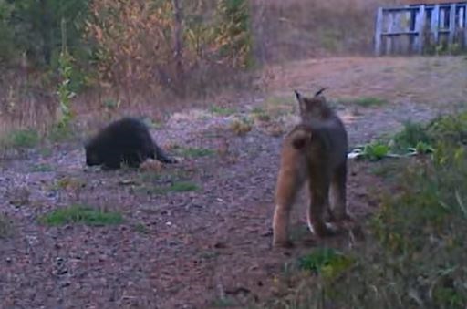 lynx porcupine