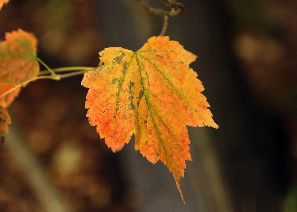 Fall Leaf - Leith