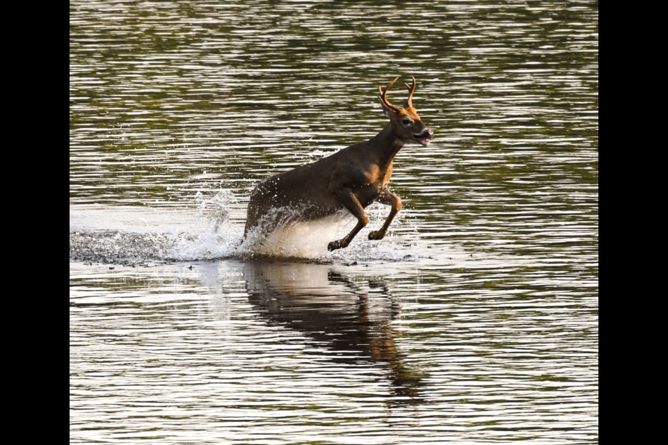 This deer swam and ran for its life on the Kam River near Stanley on Sept. 18, 2021 (Facebook/Lesley Johnson)