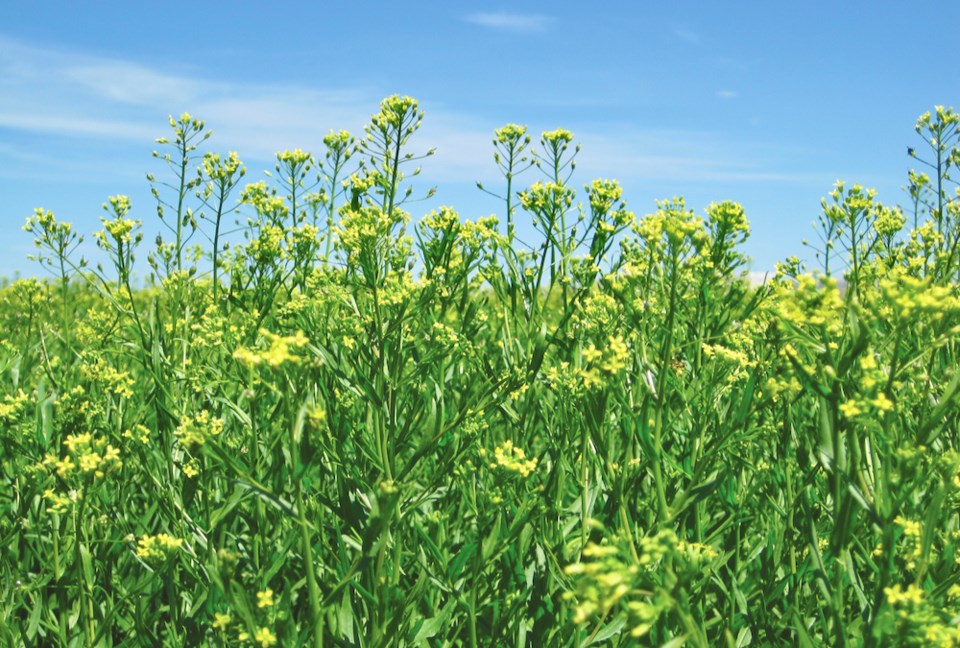 Camelina-mid-flowering