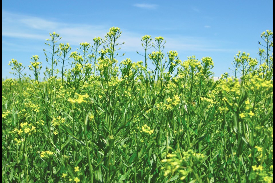 Winter camelina is an oil seed crop from the mustard family.