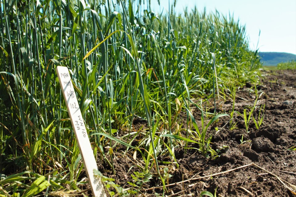 Lakehead Agricultural Research Station