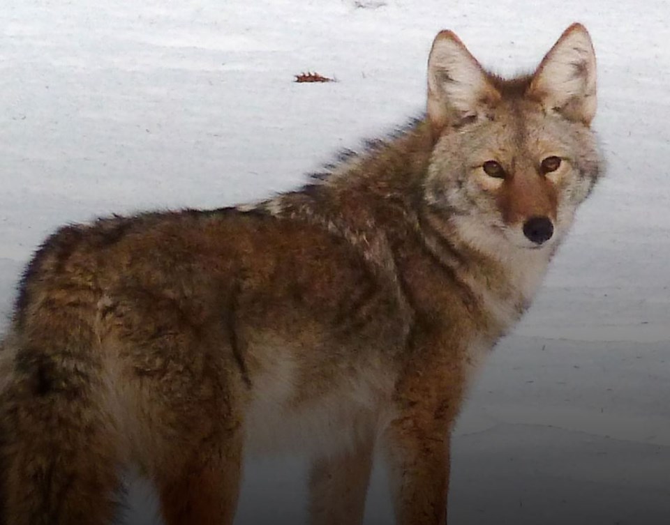 Coyote generic