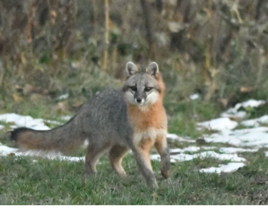 Gray fox population growing in Thunder Bay area 