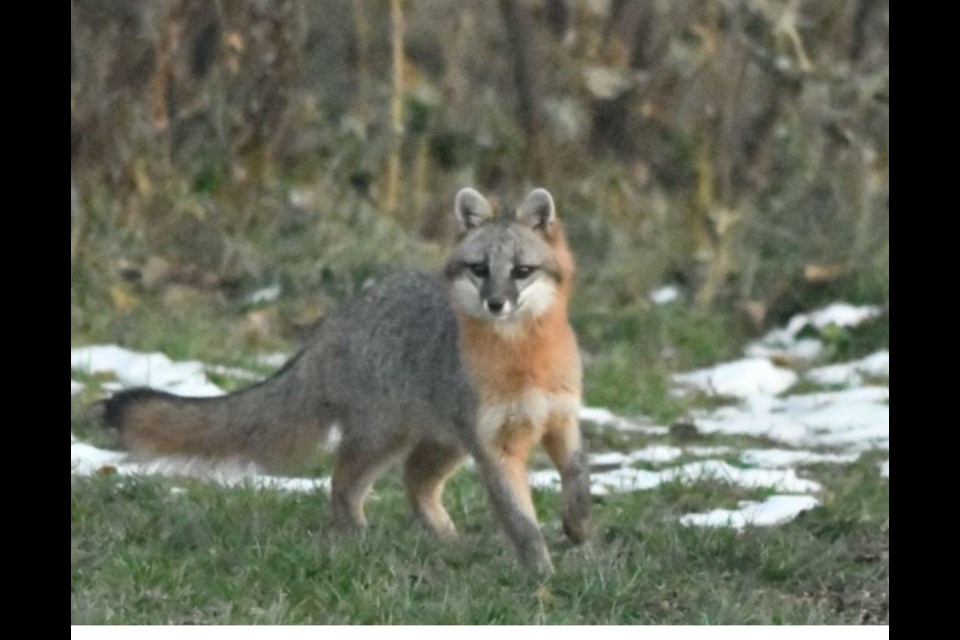The Thunder Bay Field Naturalists invite submissions of photos of gray foxes, such as this one (TBFN/submitted)
