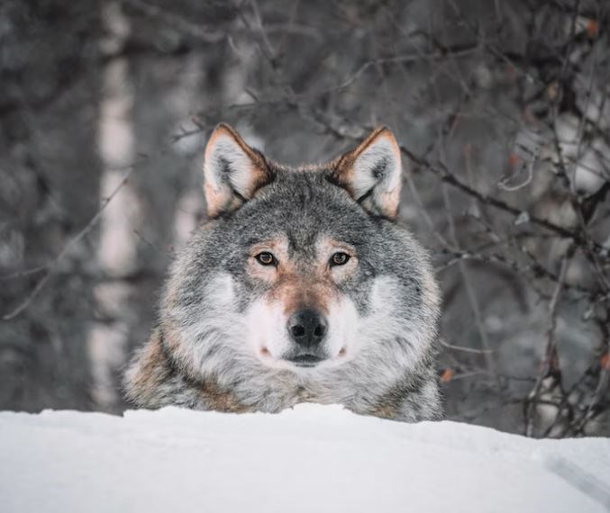 Wolves are known to travel tremendous distances in their search for a new territory (stock photo)