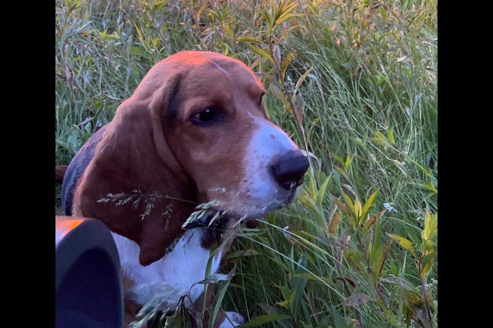Shirl Pinkowski lost her companion of nine years after he ingested something contaminated with rat poison (submitted photo)