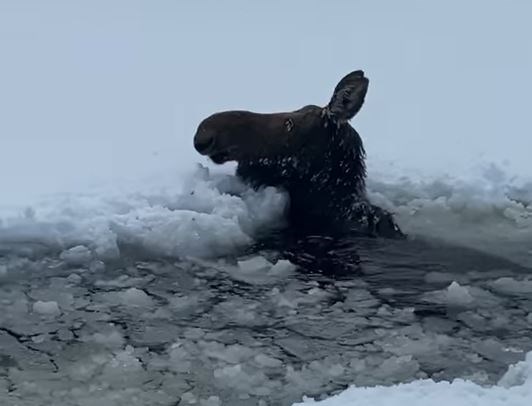 This cow moose was rescued by four loggers from the frigid water of Upper Lake Windigoostigwan in Northwestern Ontario on Feb. 7, 2022 (Byron Holbik/Facebook)