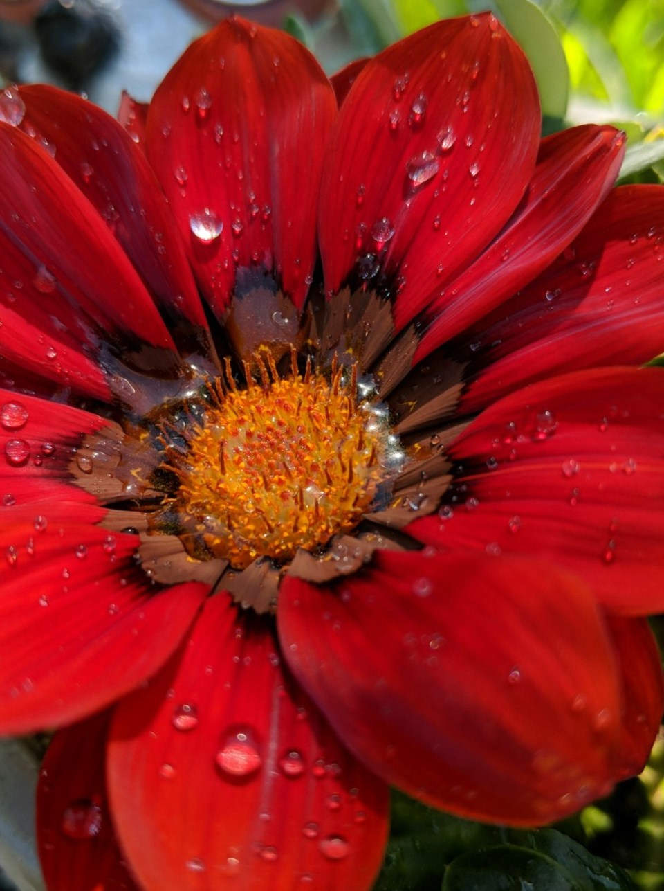 Red flower