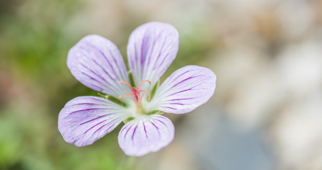 Carolina Spring Beauty - stock image