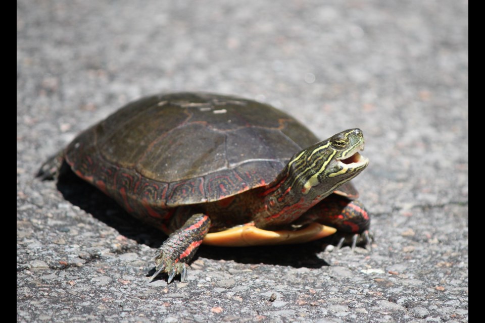 Painted turtles are one of two species found in Northwestern Ontario (Nature Conservancy of Canada)