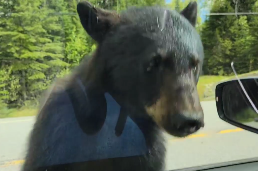 This bear, about 4 years old, rapped on the window of Vicki Jacobson's car (Vicki Jacobson)