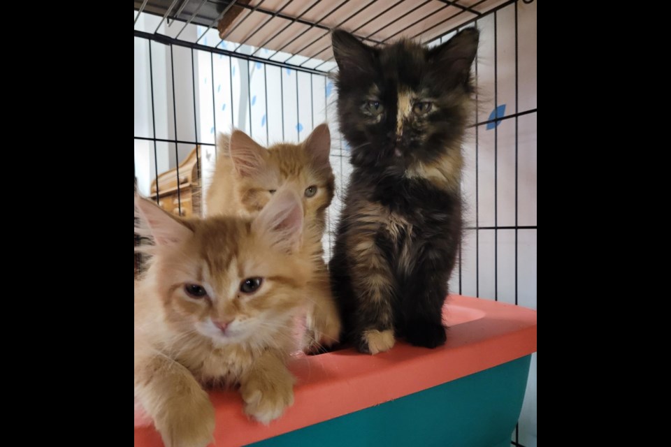 These are three of the three dozen cats transferred on May 16 to the Ontario SPCA and Humane Society. (Submitted photo)