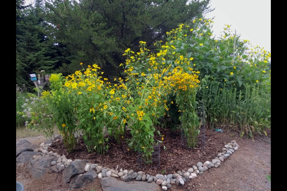 Pollinators have been planted at the Central Natural Environment Gardens at Central and 10th Avenues (EcoSuperior photo)