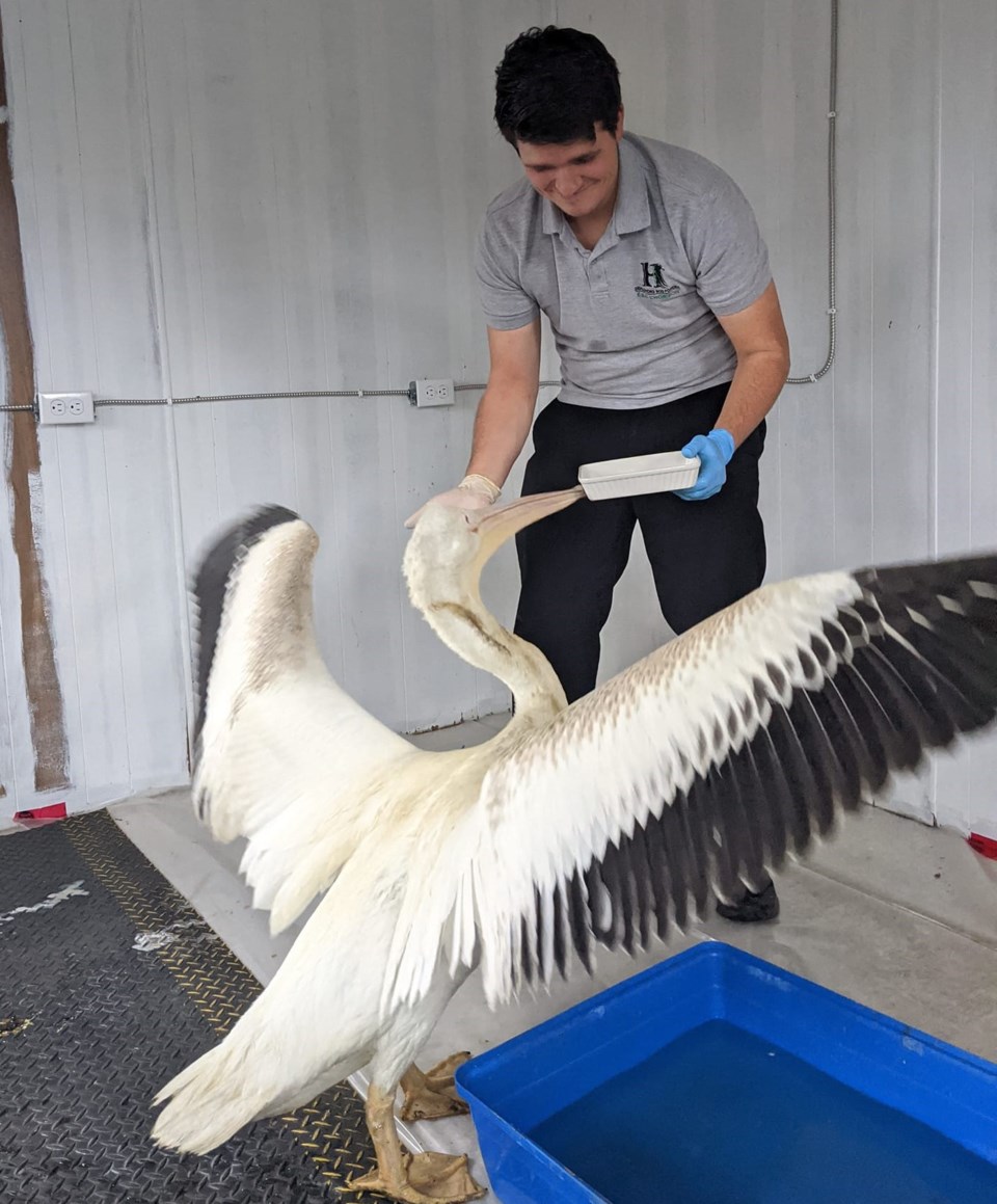 penny-the-pelican-feeding-cropped