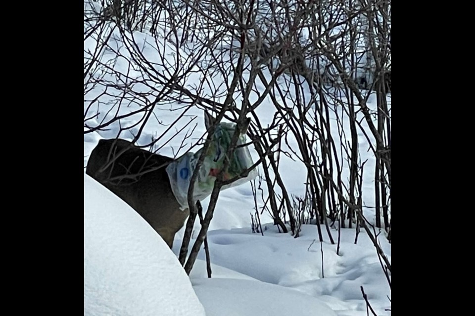 This doe got into trouble in Kenora on Feb. 10 after getting its head stuck in a birdseed bag (Myrtle Letander)