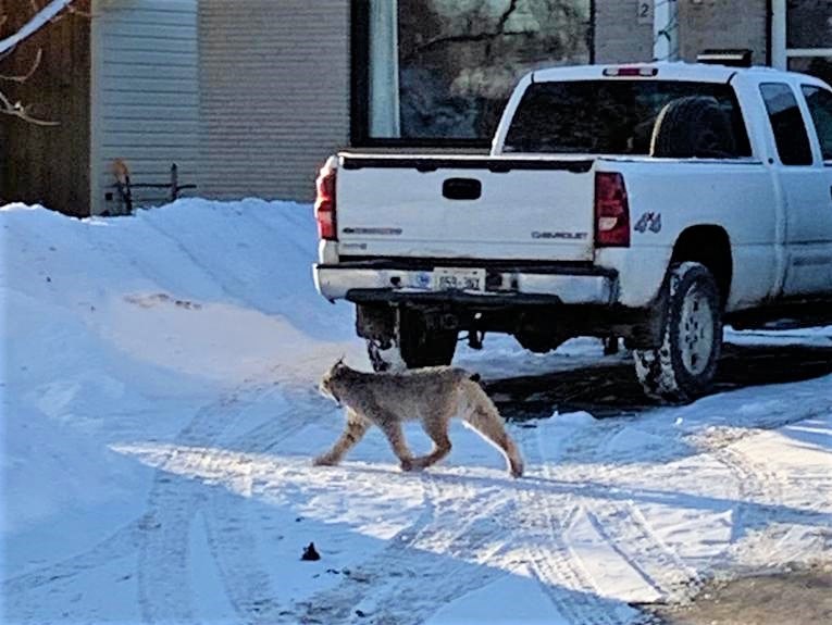 A Grandview Gardens-area resident snapped a picture of a lynx prowling through his neighbourhood Sunday evening. (Courtesy Andrew Grant)