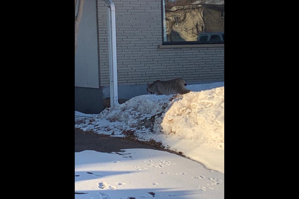 Other area residents have recently reported seeing the animal, they said. (Courtesy Andrew Grant)