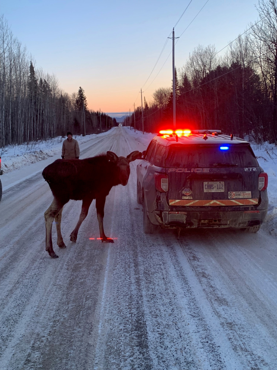 moose-1
