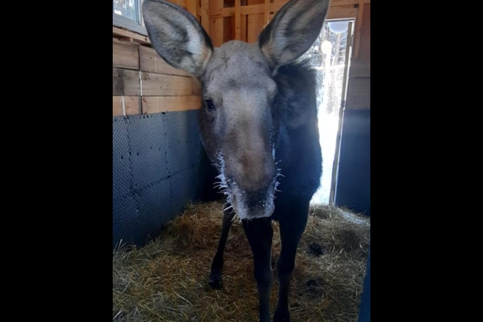 This young moose from Thunder Bay is now under the care of a wildlife sanctuary in the Muskoka district (Facebook/Aspen Valley Wildlife Sancturary)