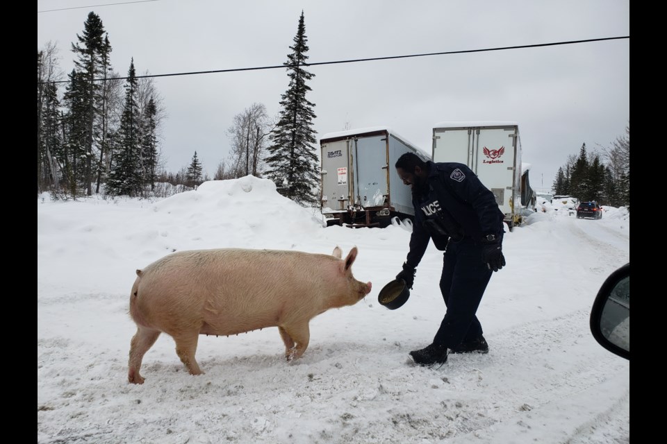 Police officers used feed and an old hamburger bun to lead the wandering hog back to its pen (OPP)