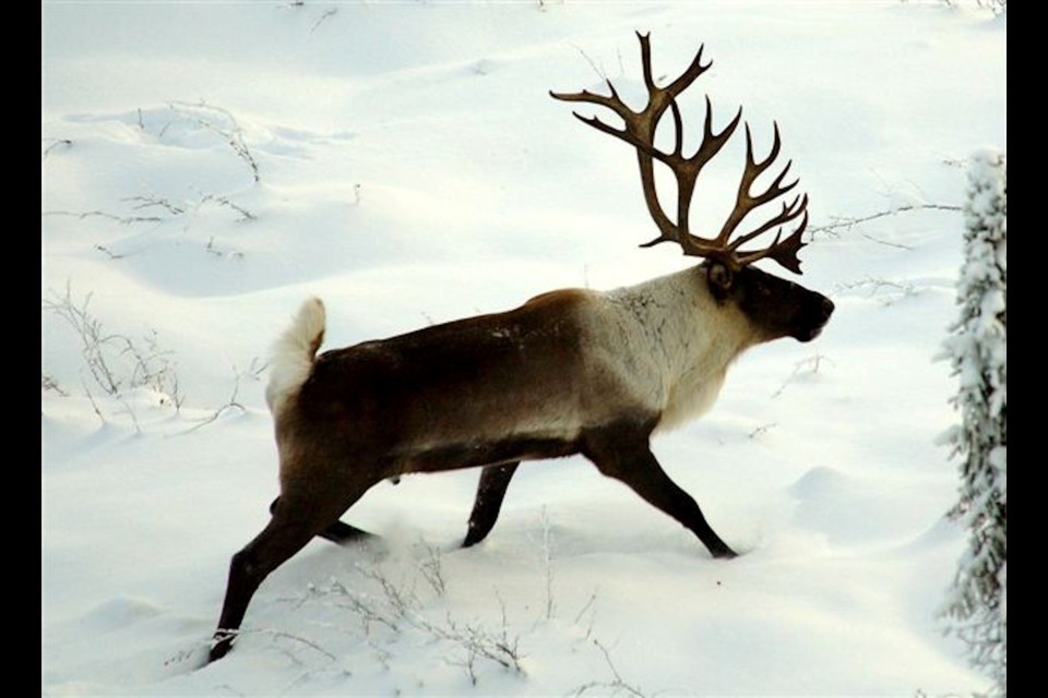 caribou