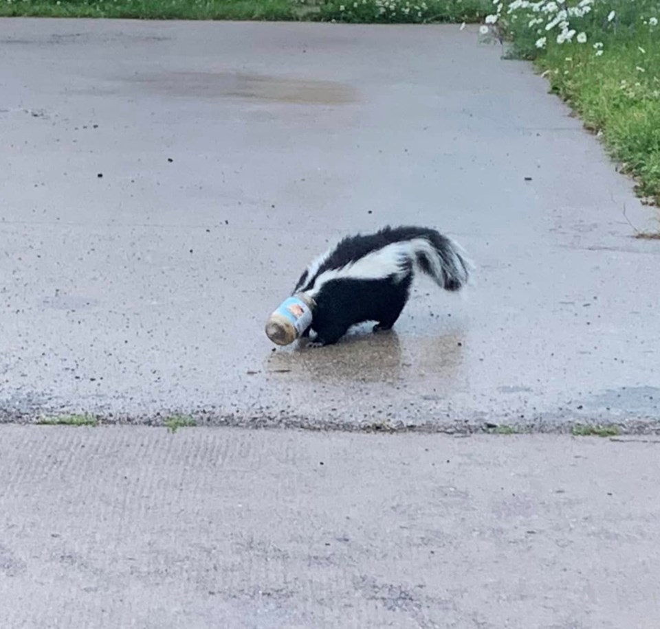 skunk-rescue-2