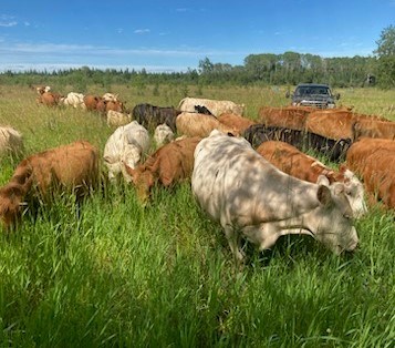 jason-reid-cows-two