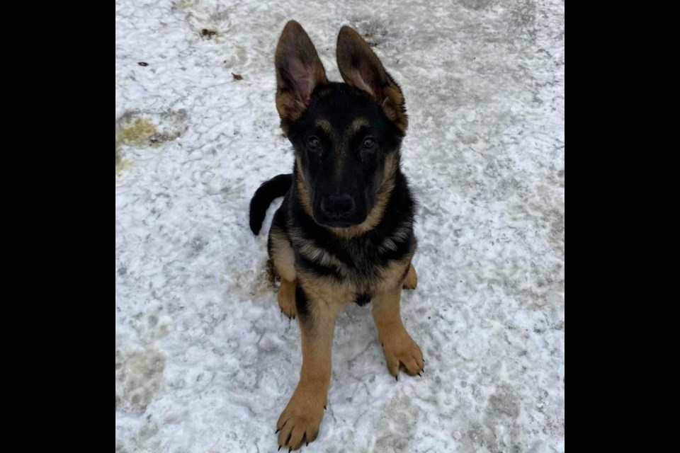 This is one of the four rescue dogs currently receiving training at the Thunder Bay Correctional Centre (submitted photo)