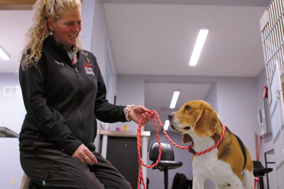 Veterinary tech assistant Patti Dunfield with a patient at Crossroads Veterinary Clinic in Rosslyn, just outside of Thunder Bay. (Ian Kaufman, TBnewswatch)
